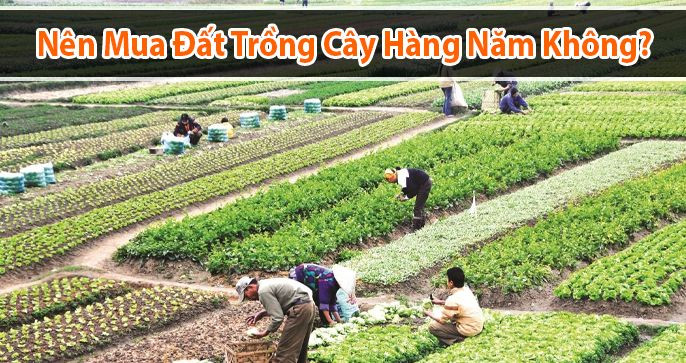 Mua đất trồng cây hàng năm có nên hay không?