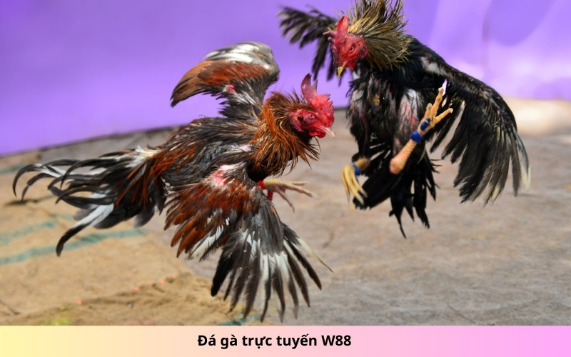 Đá gà trực tuyến