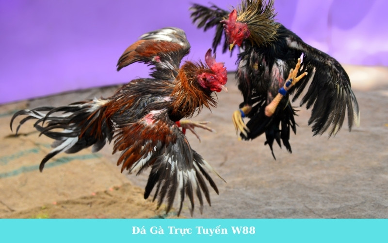 Đá Gà Trực Tuyến W88