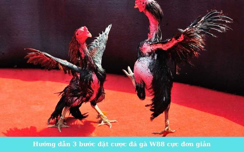 Hướng dẫn 3 bước đặt cược đá gà W88 cực đơn giản